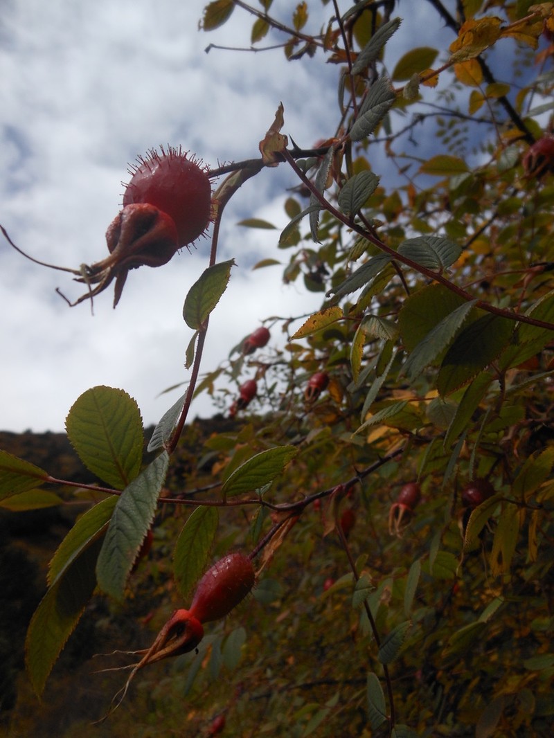 Rosa macrophylla photo 6