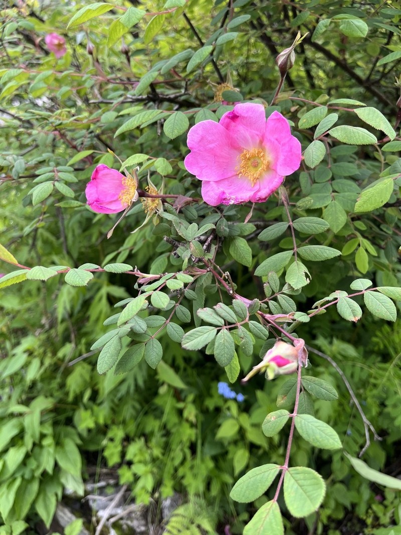 Rosa macrophylla photo 7