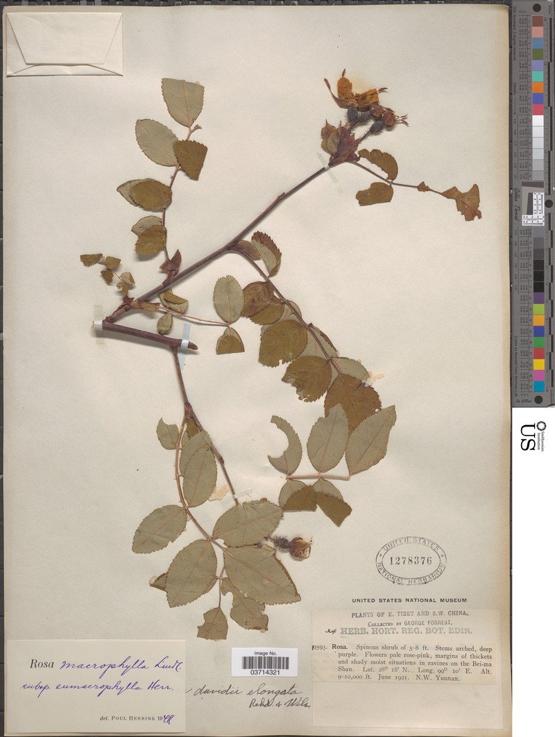 Rosa macrophylla var. macrophylla