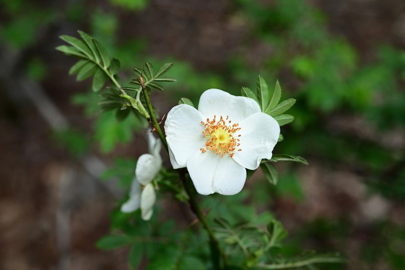 Rosa mairei