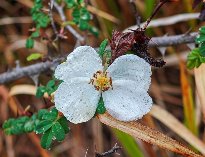 Rosa mairei photo 2