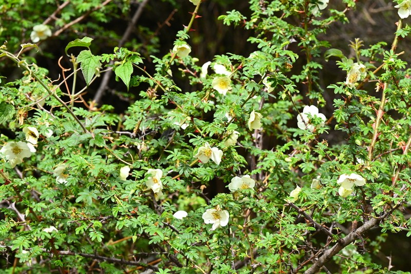 Rosa mairei photo 4
