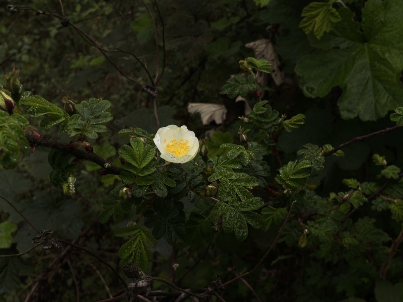 Rosa mairei photo 5