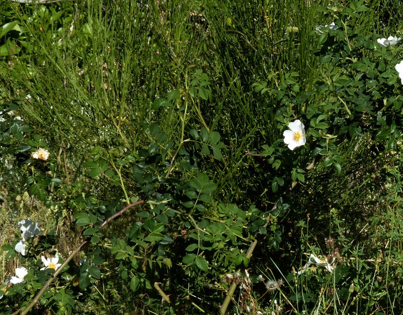 Rosa mandonii