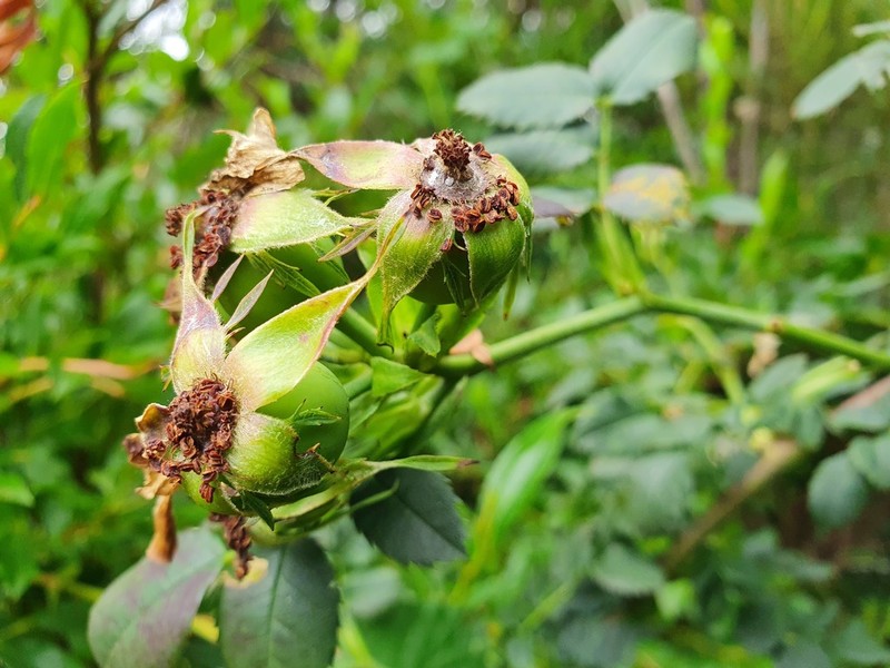 Rosa mandonii photo 2