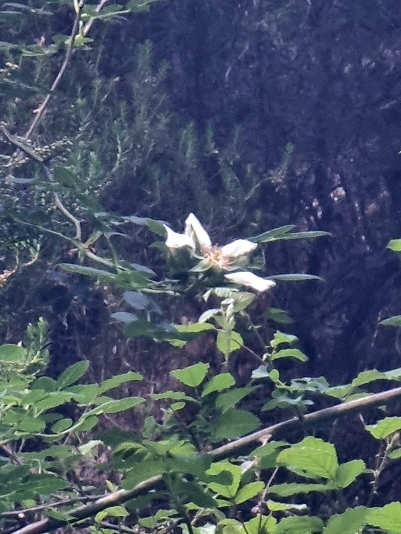 Rosa mandonii photo 3