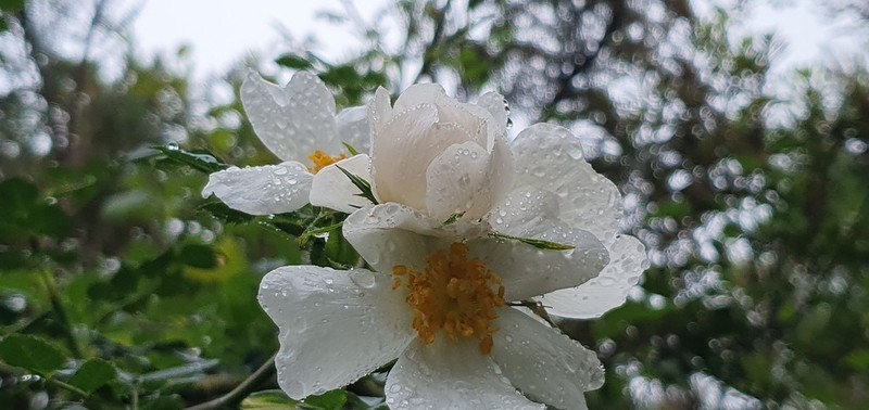 Rosa mandonii photo 4