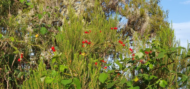 Rosa mandonii photo 5