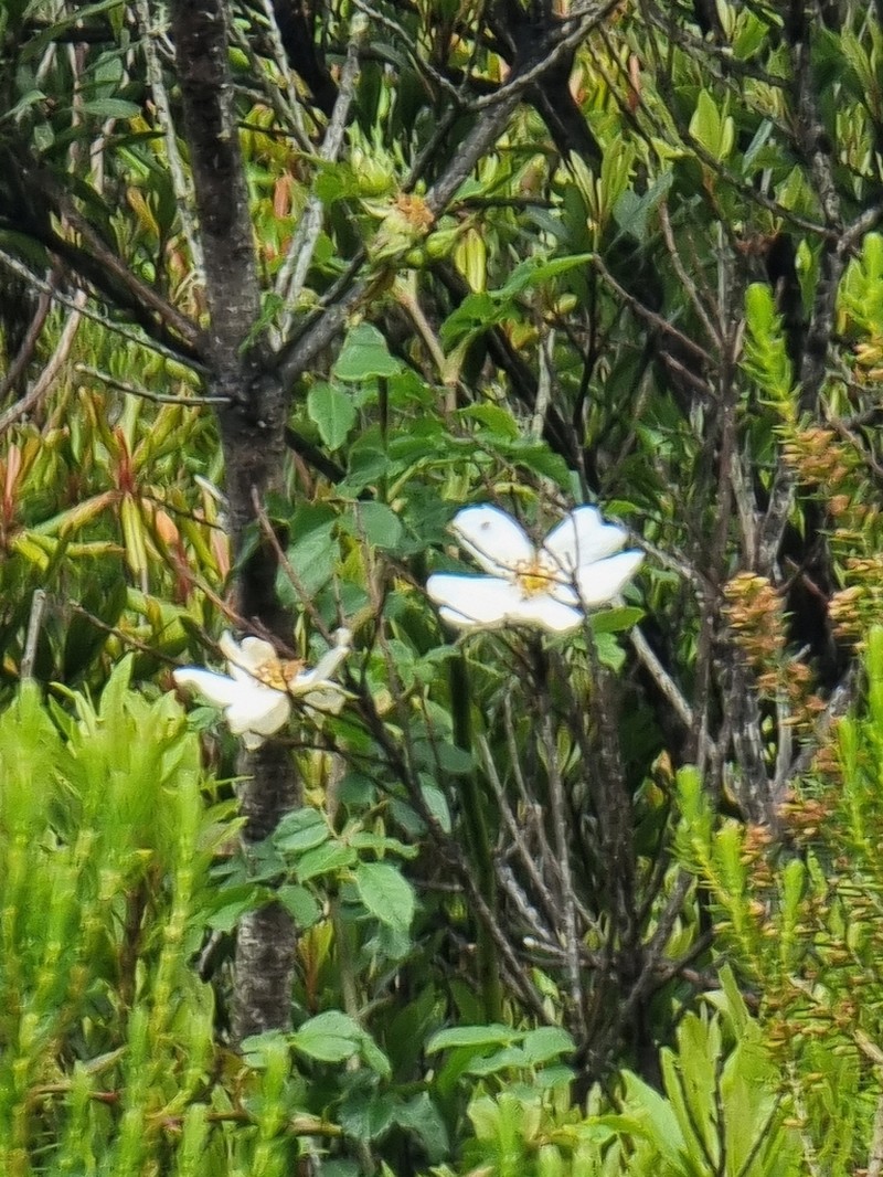 Rosa mandonii photo 6