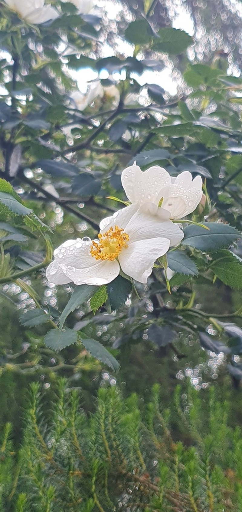 Rosa mandonii photo 7