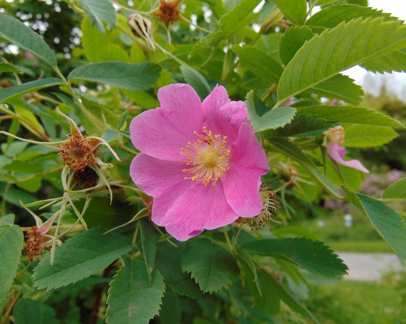 Rosa maracandica