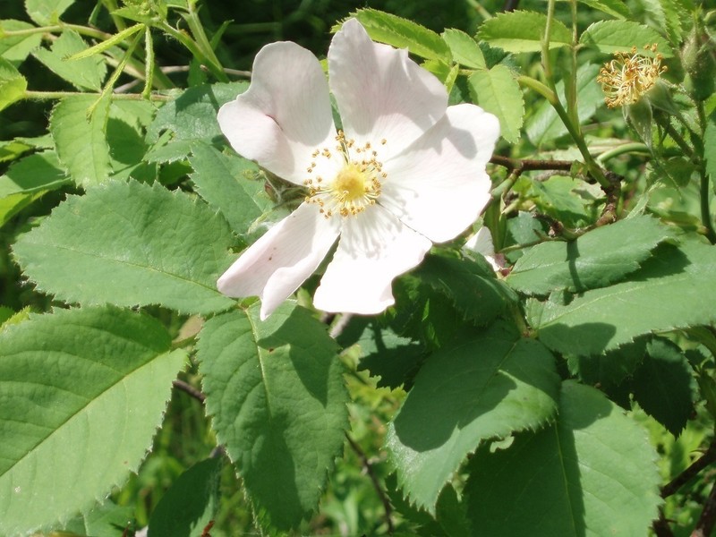 Rosa jundzillii