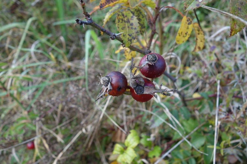 Rosa jundzillii photo 2