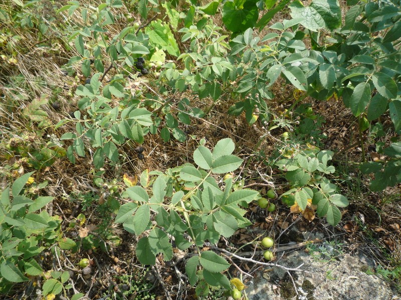 Rosa jundzillii photo 3