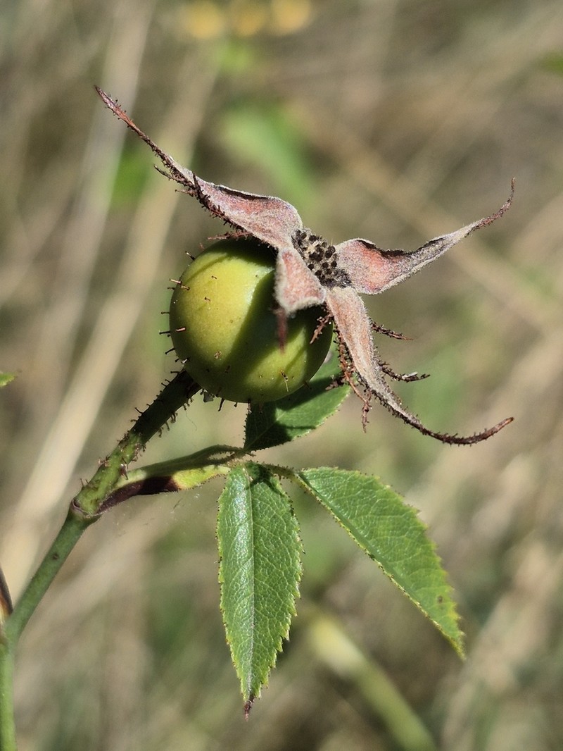 Rosa jundzillii photo 4