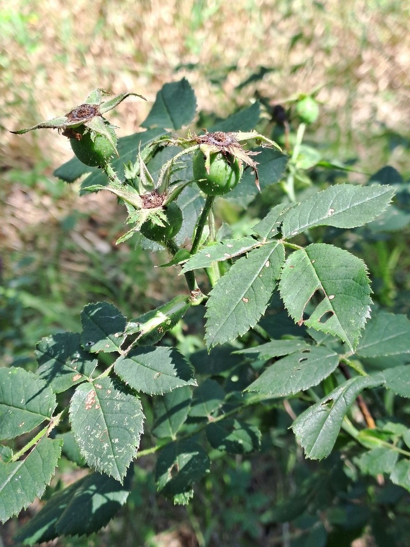 Rosa jundzillii photo 5