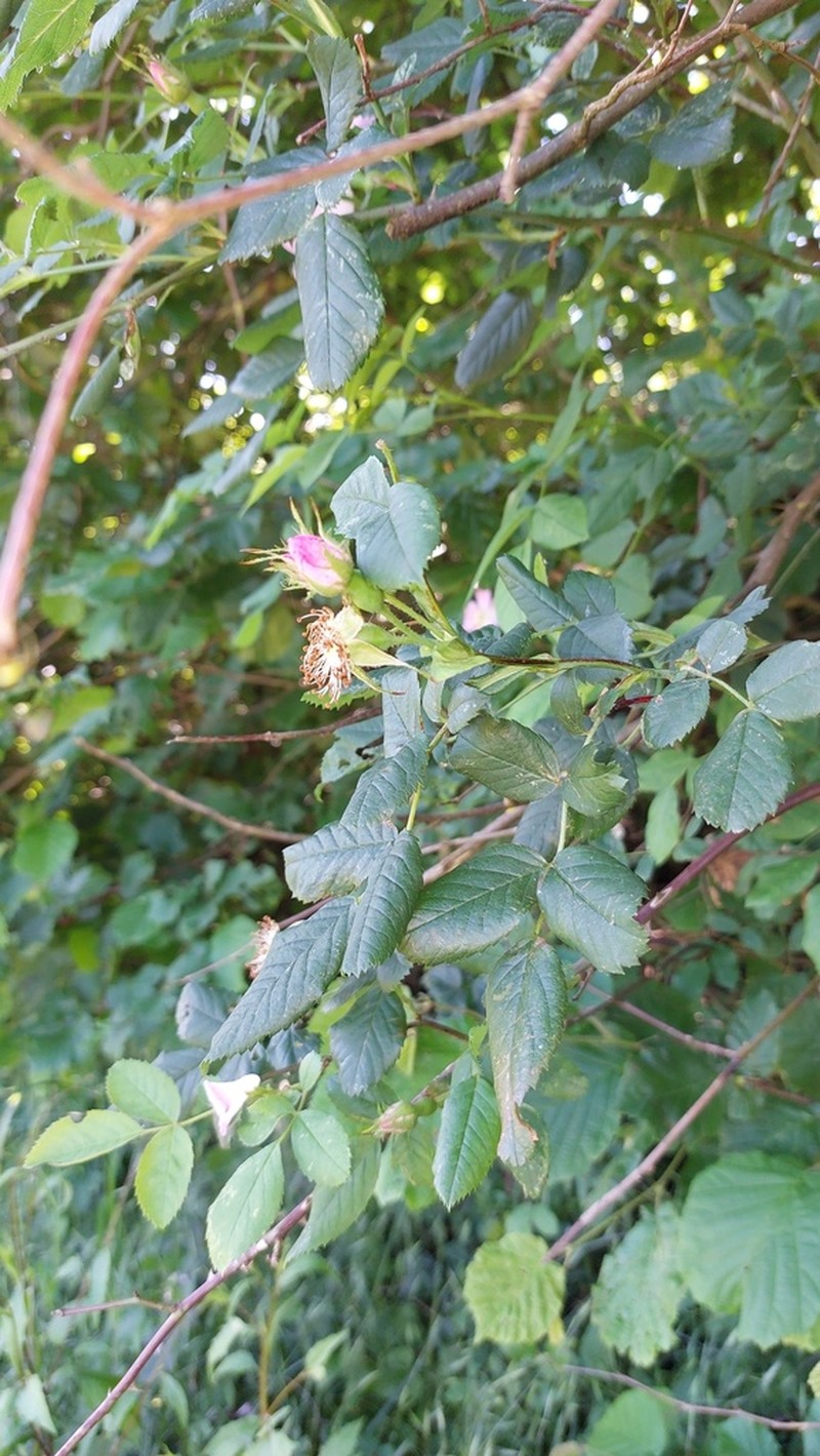 Rosa jundzillii photo 6