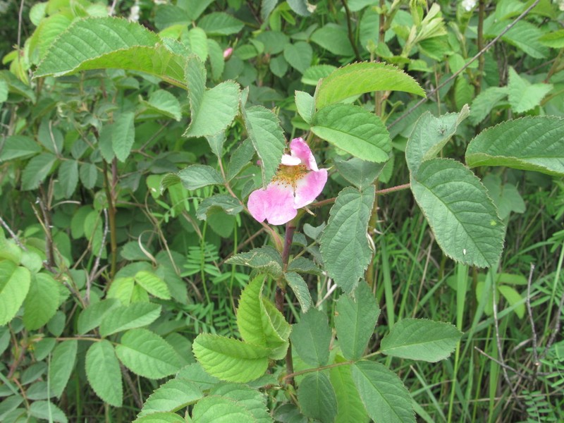 Rosa jundzillii photo 7