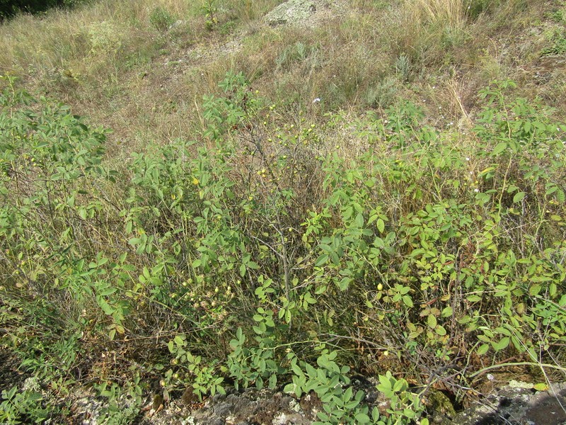 Rosa jundzillii photo 8