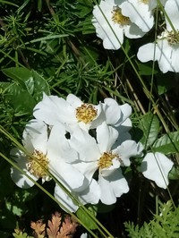 Rosa maimowicziana