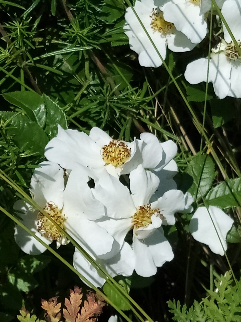 Rosa maimowicziana