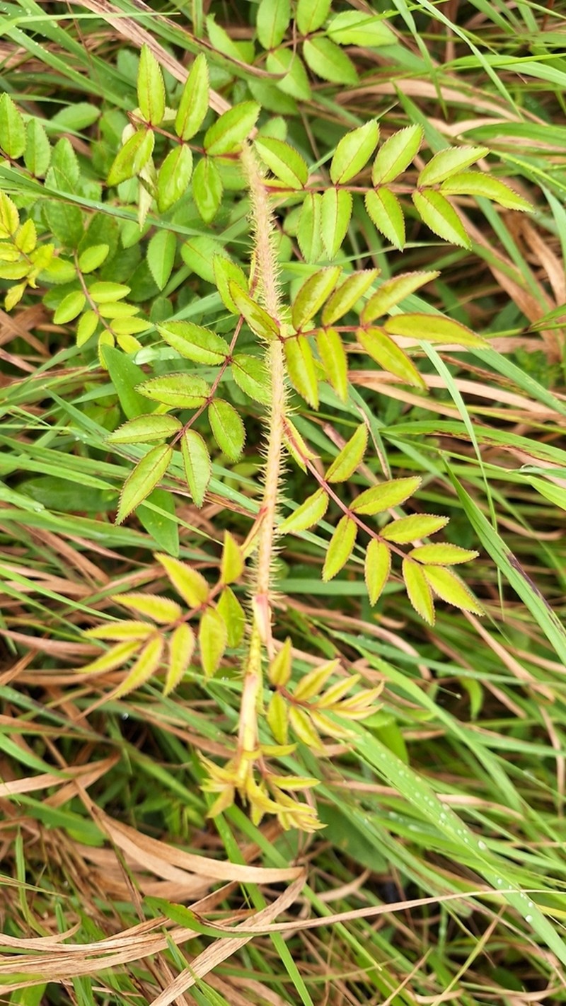 Rosa maimowicziana photo 2