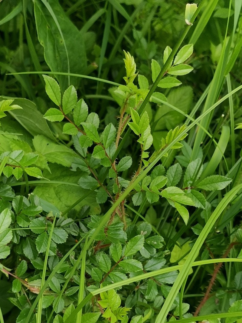 Rosa maimowicziana photo 3