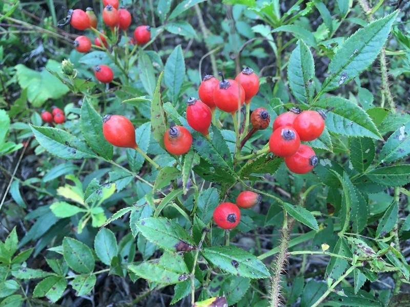 Rosa maimowicziana photo 4