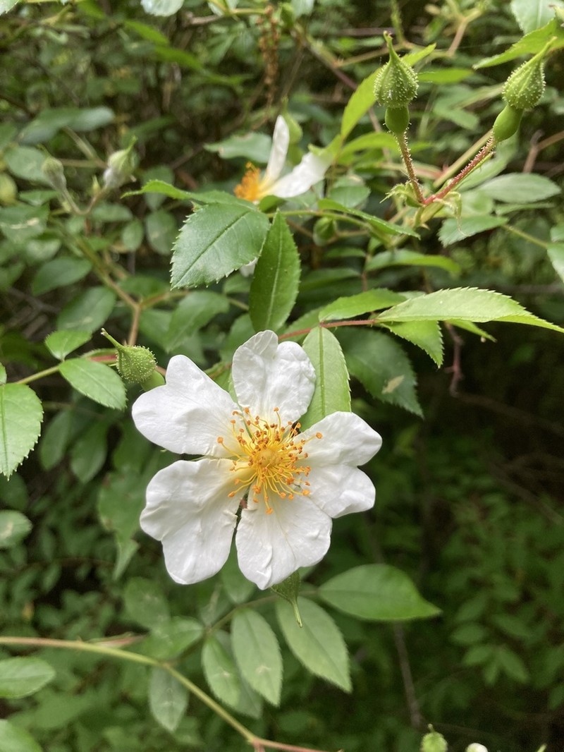 Rosa maimowicziana photo 6