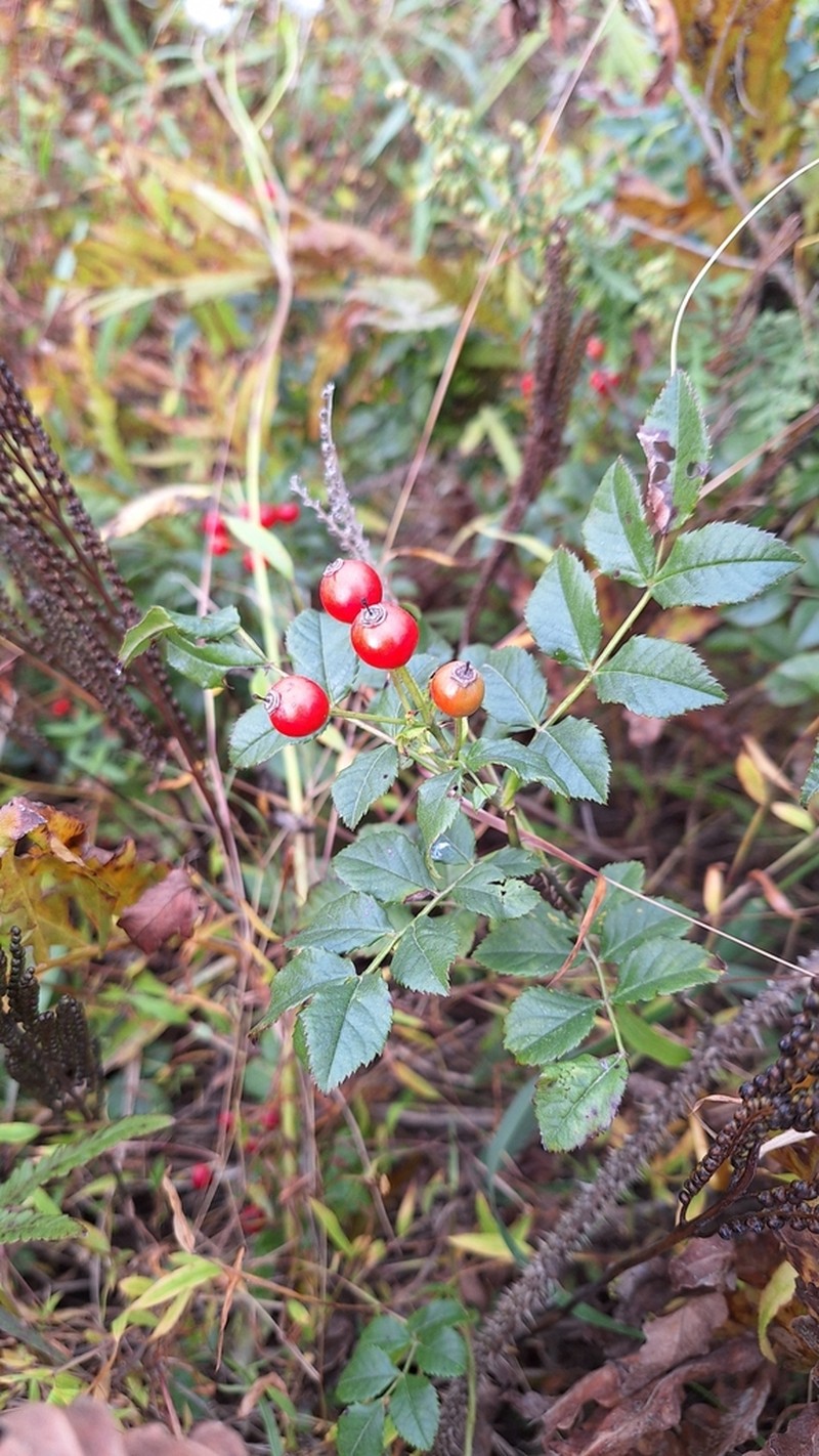 Rosa maimowicziana photo 7