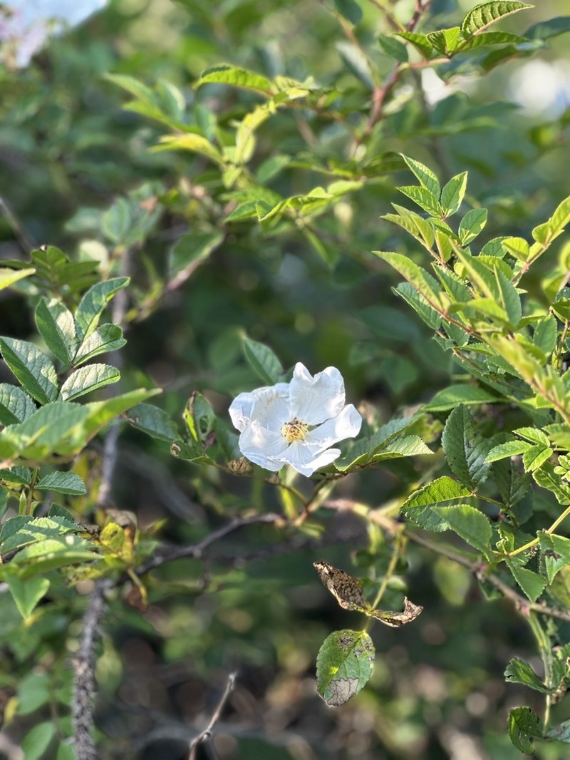 Rosa maimowicziana photo 8