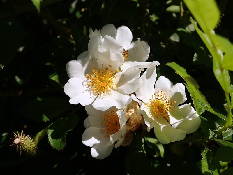 Rosa maimowicziana
