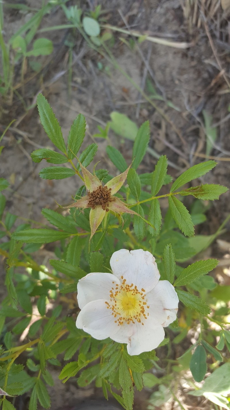 Rosa memoryae