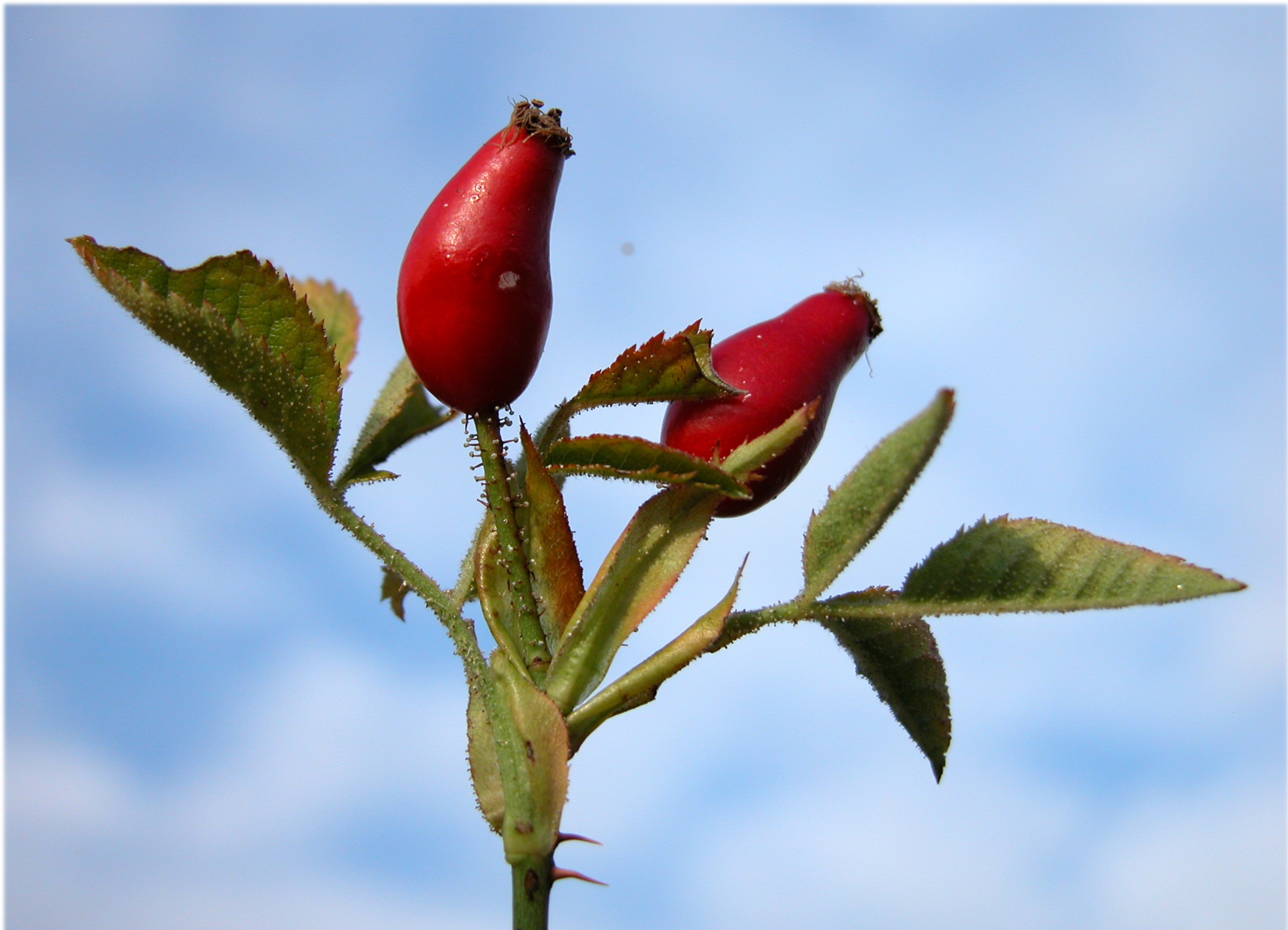 Smallflower Sweetbrier photo 4