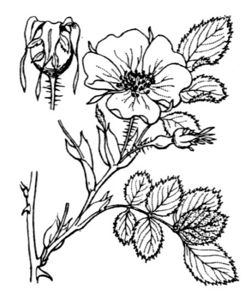 Smallflower Sweetbrier photo 3