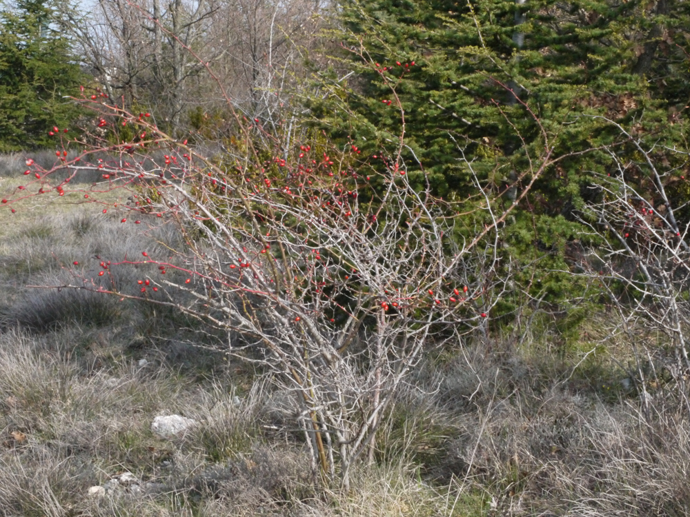 Smallflower Sweetbrier photo 5