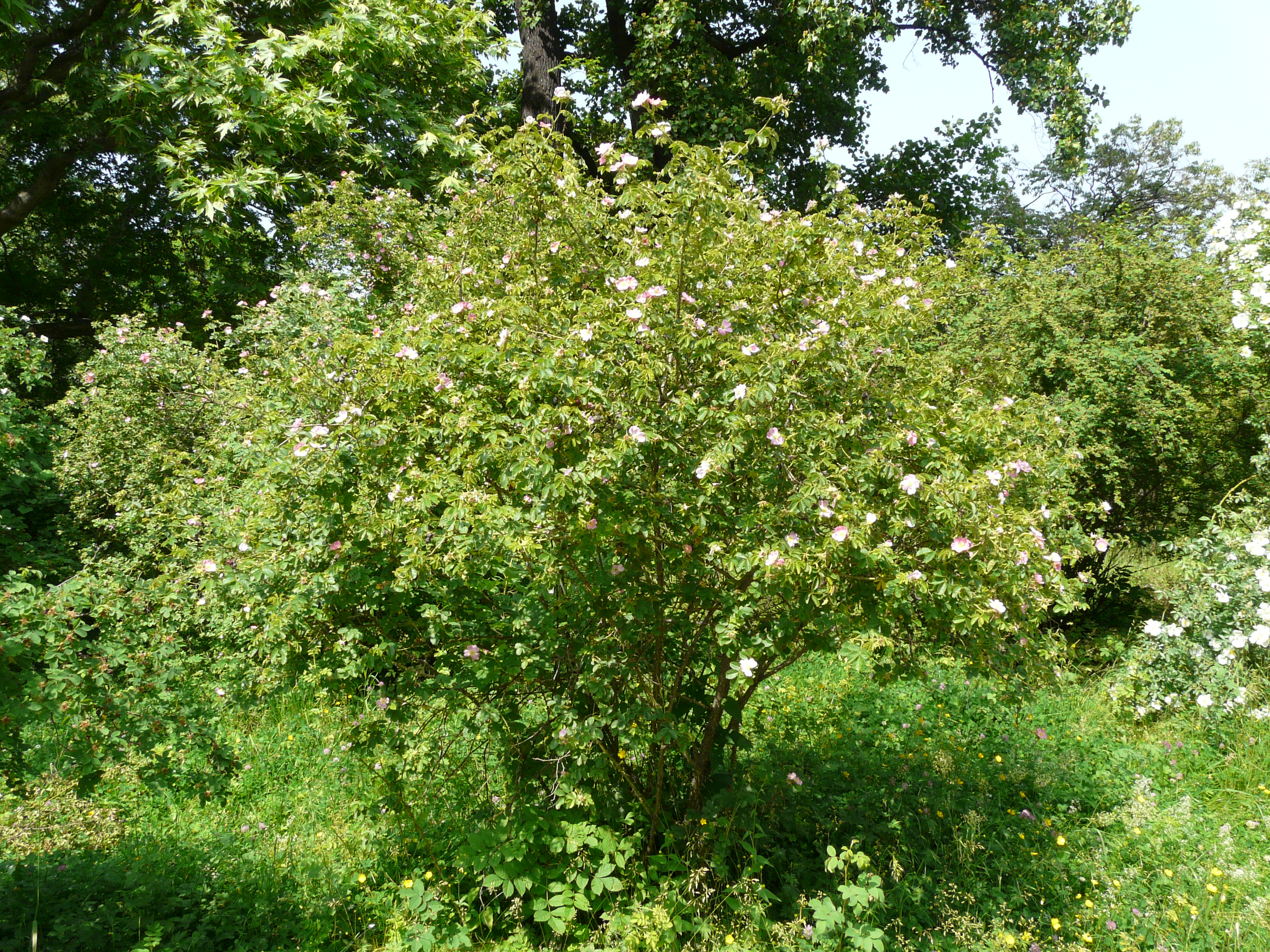 Smallflower Sweetbrier