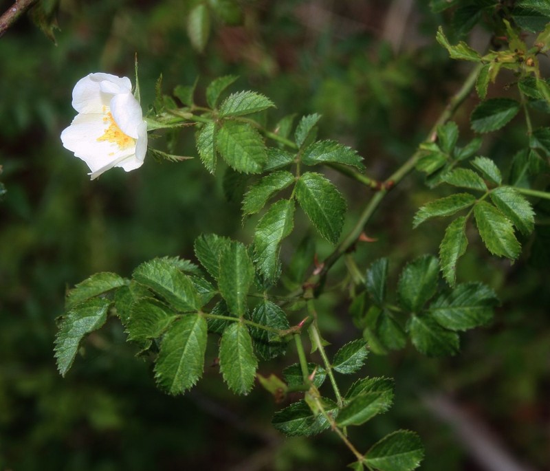 Smallflower Sweetbrier photo 2