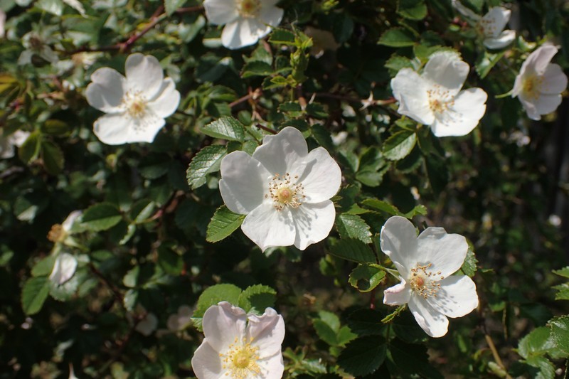 Smallflower Sweetbrier photo 3