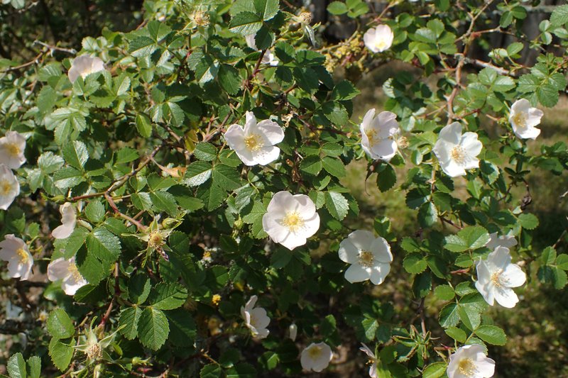 Smallflower Sweetbrier photo 6
