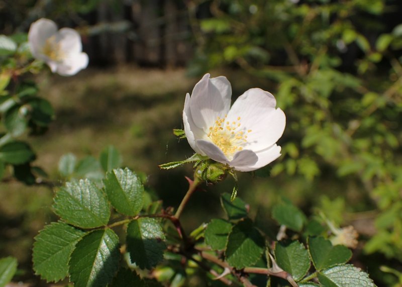 Smallflower Sweetbrier photo 7