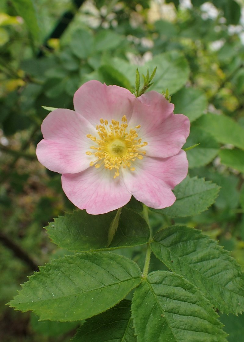 Smallflower Sweetbrier photo 5
