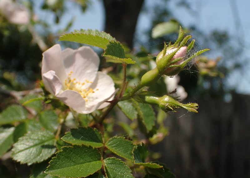 Smallflower Sweetbrier photo 8