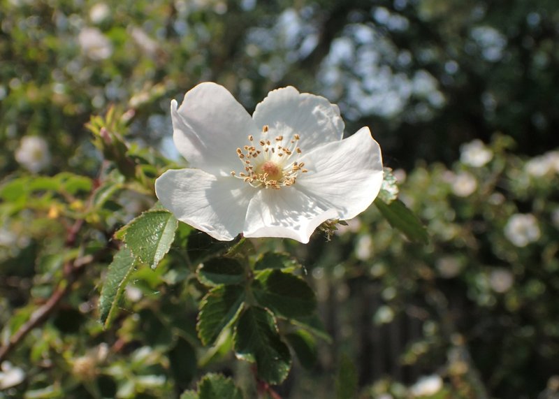 Smallflower Sweetbrier photo 6