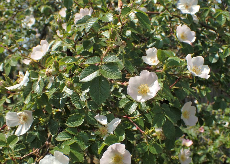 Smallflower Sweetbrier photo 7