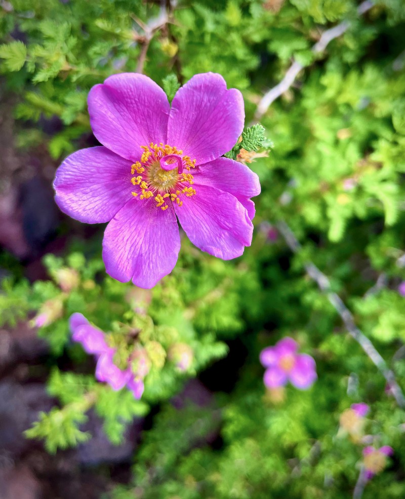 Baja Rose photo 4