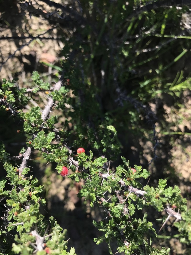 Baja Rose photo 3