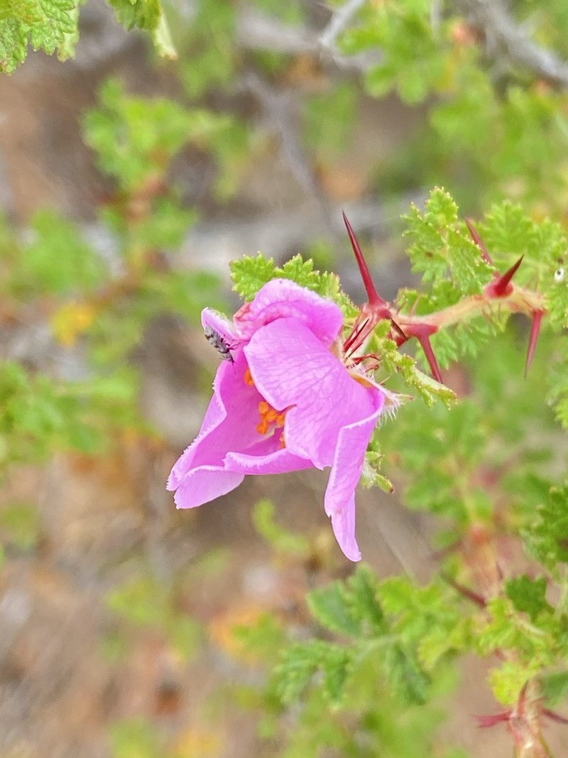 Baja Rose photo 4
