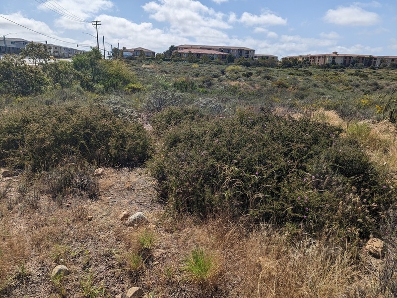 Baja Rose photo 5