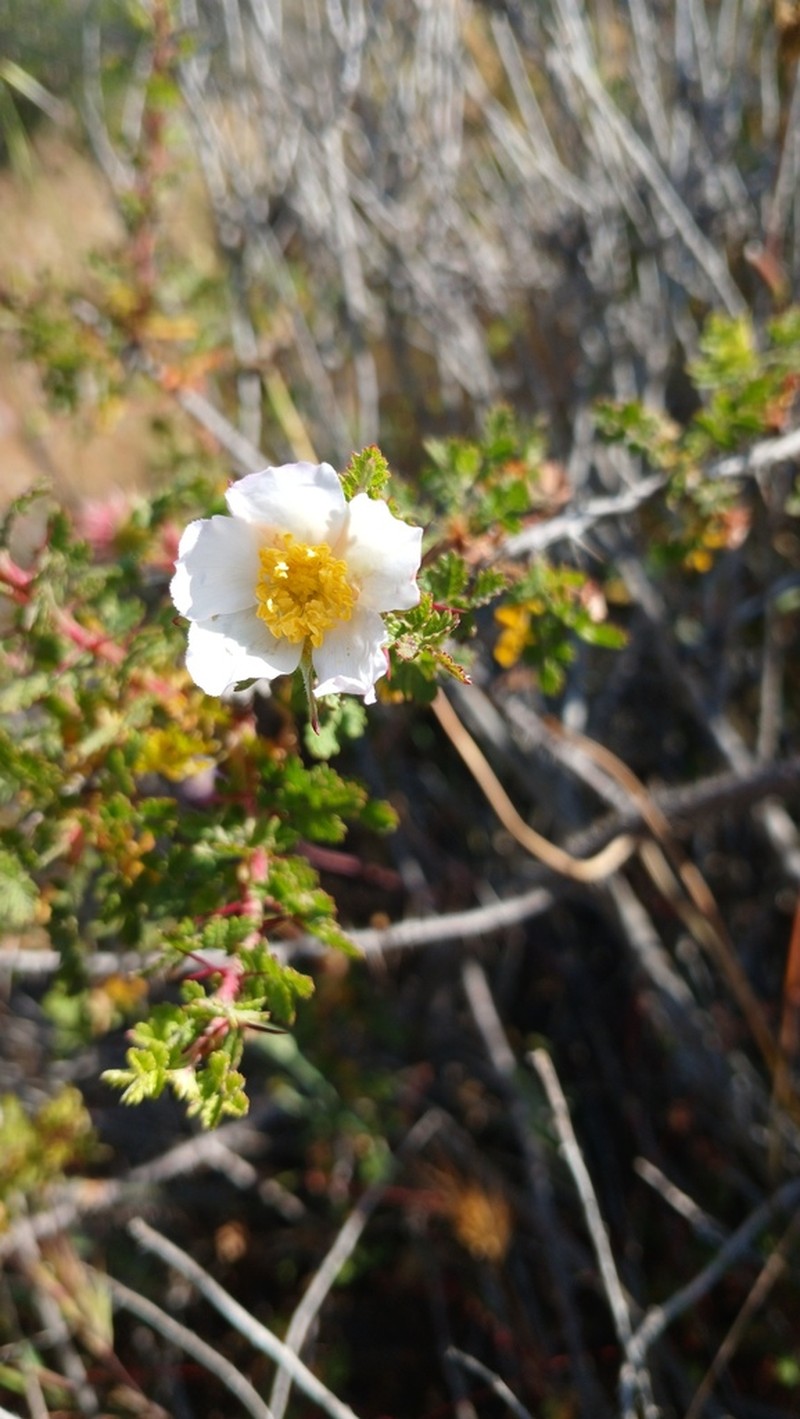 Baja Rose photo 6